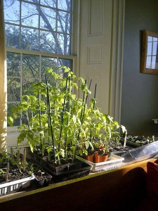 Many types of vegetable seedlings on a windowsill. Photo credit: GreenUP