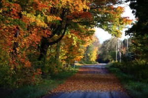 A country road in the Fall