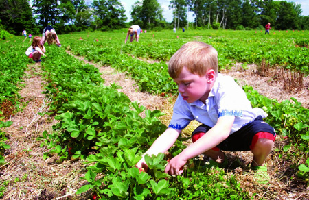 A young boy picking strawberries at a local farm