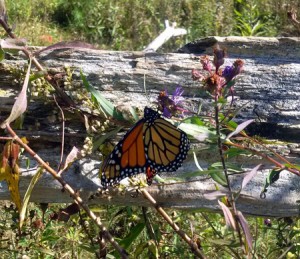 A monarch butterfly resting on a wildflower. Photo credit: GreenUP