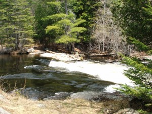 Nature 1 - Eels Creek Paddle 067